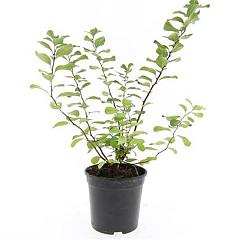 Spiraea betulifolia