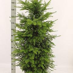 Taxus baccata
