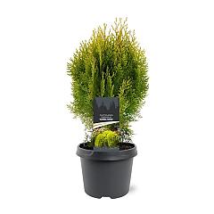 Platycladus or. 'Aurea Nana'