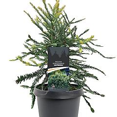 Sequoia sempervirens 'Adpressa'