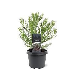 Sequoiadendron giganteum