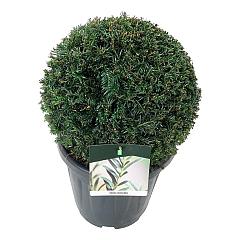 Taxus baccata