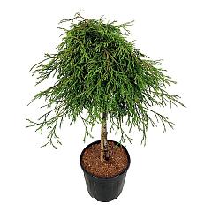 Thuja pl. 'Kagers Beauty'