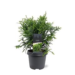 Thujopsis dolabrata