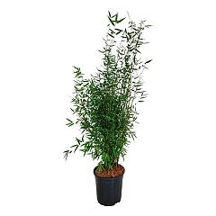 Fargesia 'Red Dragon'