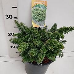 Abies balsamea 'Nana'