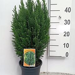 Chamaecyparis l. 'Ellwoodii'