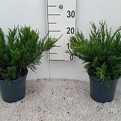 Juniperus pf. 'Mint Julep'