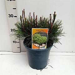 Pinus mugo mugo