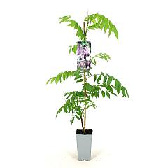 Wisteria flor. 'Rosea'