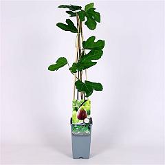 Ficus carica