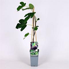 Ficus car. 'Brown Turkey'