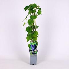 Vitis 'Boskoop Glory'