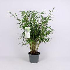 Fargesia robusta 'Pingwu'