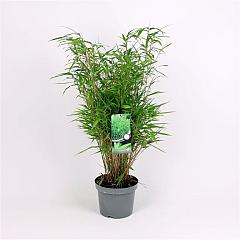 Fargesia rufa
