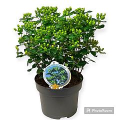 Hypericum 'Miracle Pistache'
