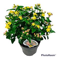 Hypericum 'Miracle Blossom'