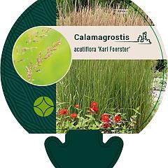 Calamagrostis acut. 'Karl Foerster'