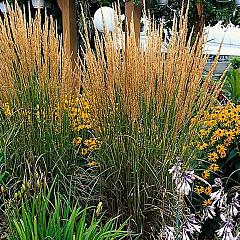 Calamagrostis acut. 'Karl Foerster'