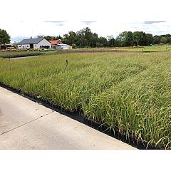 Calamagrostis acut. 'Karl Foerster'