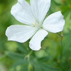 Geranium sang. 'Album'