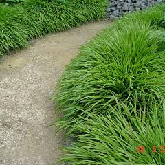 Hakonechloa macra