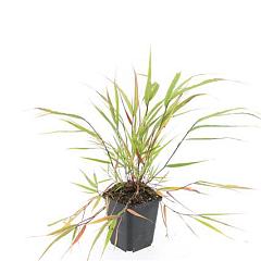 Hakonechloa macra