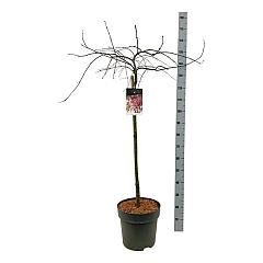 Acer pal. 'Garnet'