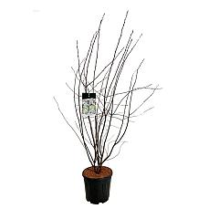 Amelanchier lamarckii