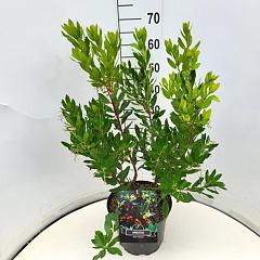 Arbutus unedo 'Compacta'