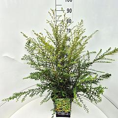 Azara microphylla