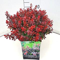 Berberis thunb. 'Atropurpurea Nana'