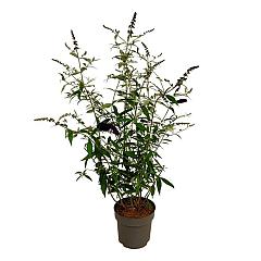 Buddleja d. 'Black Knight'