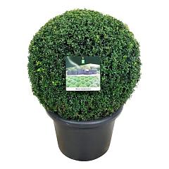 Buxus sempervirens