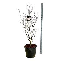 Cornus 'Aurora'