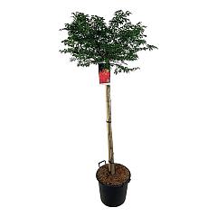 Euonymus alat. 'Compactus'