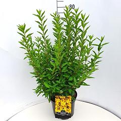 Forsythia int. 'Minigold'