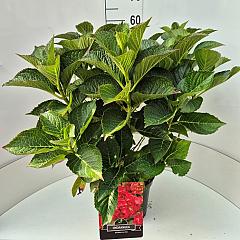 Hydrangea m. 'Alpenglühen'