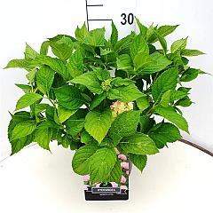 Hydrangea m. 'Bouquet Rose'