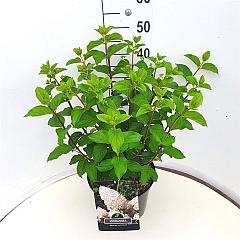Hydrangea pan. 'Silver Dollar'