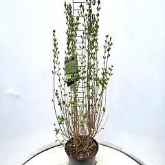 Ligustrum ovalifolium