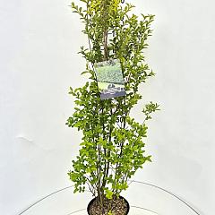Ligustrum ovalifolium