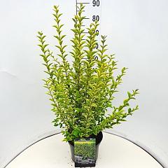 Ligustrum oval. 'Aureum'