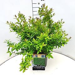 Ligustrum vulg. 'Lodense'