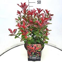 Photinia fraseri 'Carré Rouge'