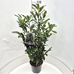 Prunus l. 'Elly'