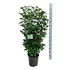 Prunus l. 'Etna'