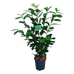 Prunus l. 'Novita'
