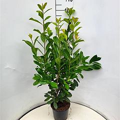 Prunus l. 'Novita'