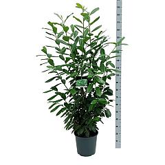 Prunus l. 'Novita'
